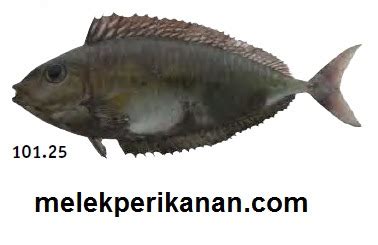 Ikan Kumai, Kapasan atau Barred Unicornfish (Naso .